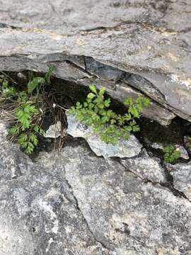 Image of eastern hemlockparsley