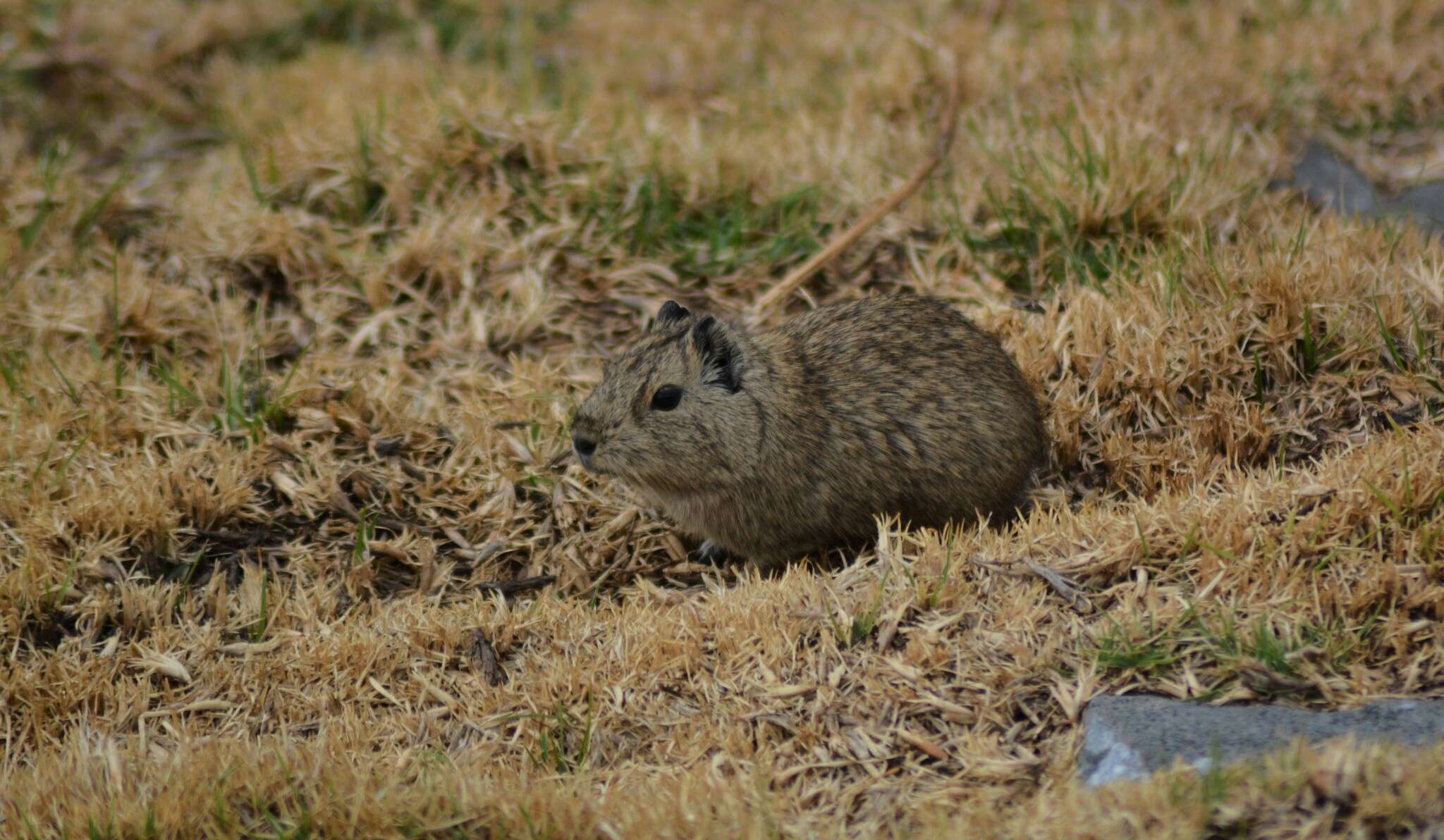 Image of Montane Guinea Pig