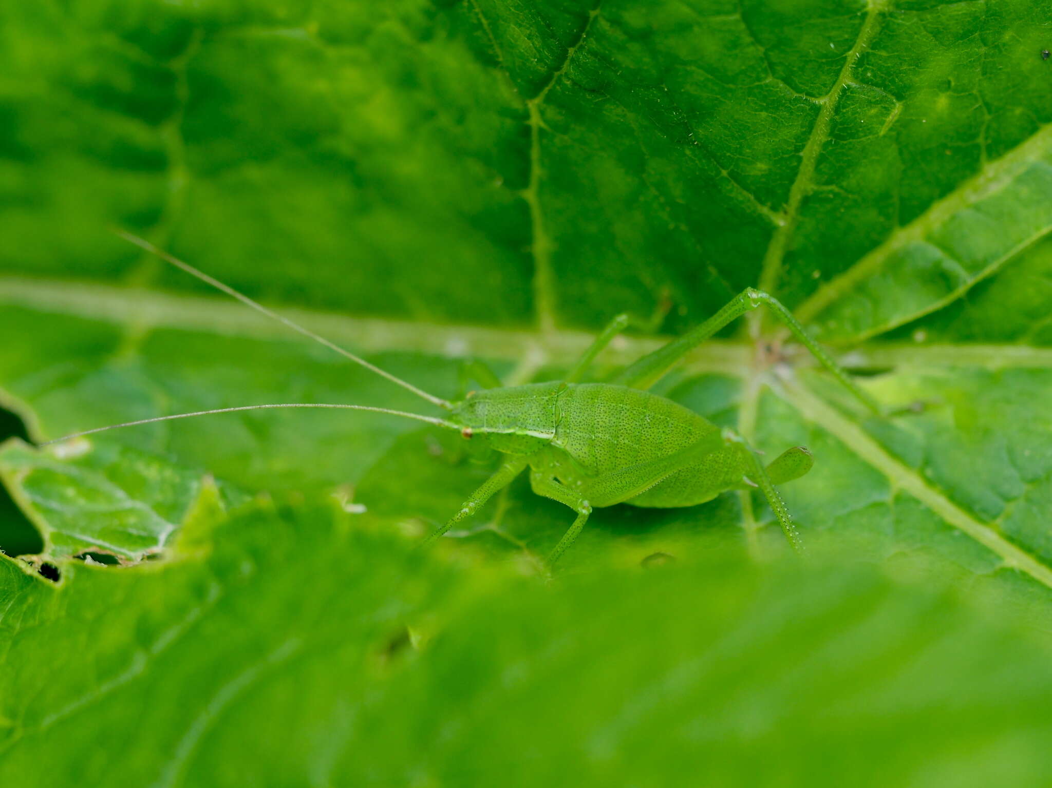 Image of Isophya camptoxypha (Fieber 1853)