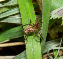 Image of Hygrolycosa rubrofasciata (Ohlert 1865)