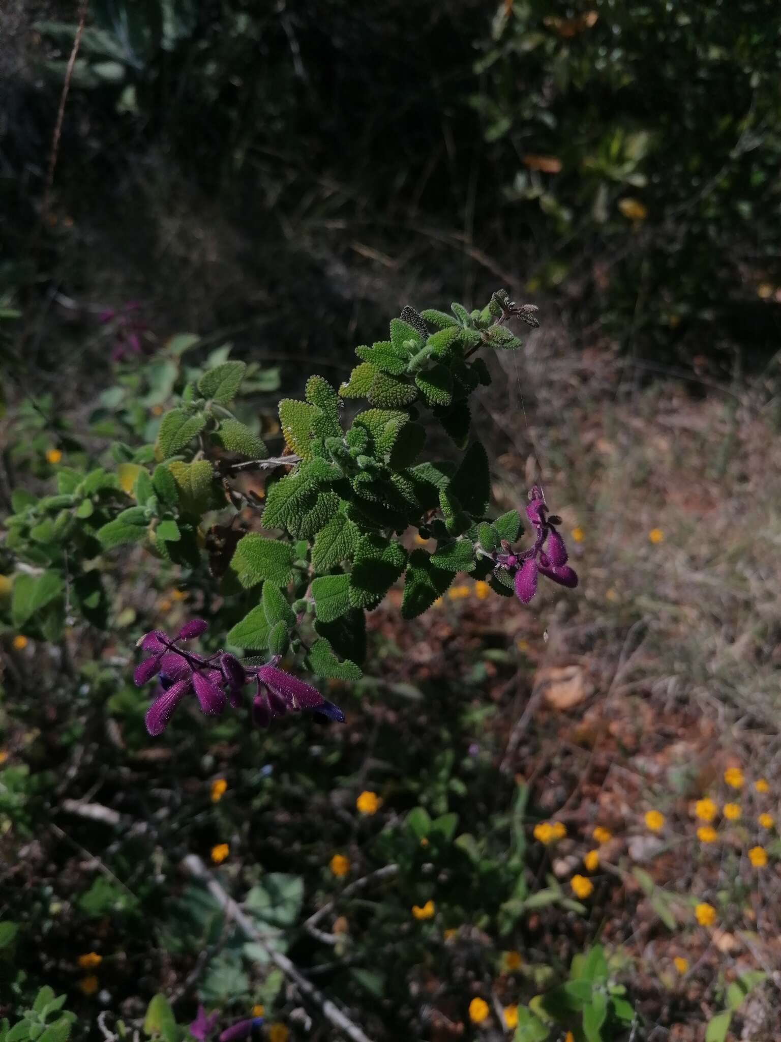 Salvia semiatrata Zucc. resmi