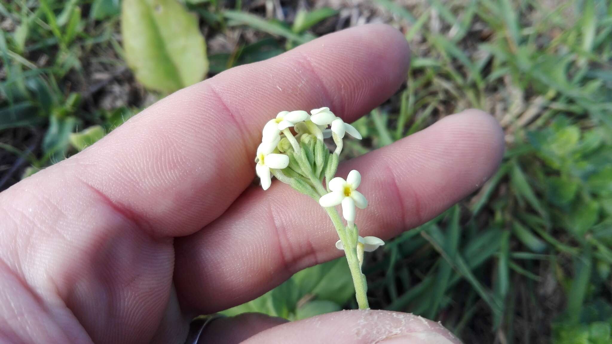 Imagem de Manulea bellidifolia Benth.