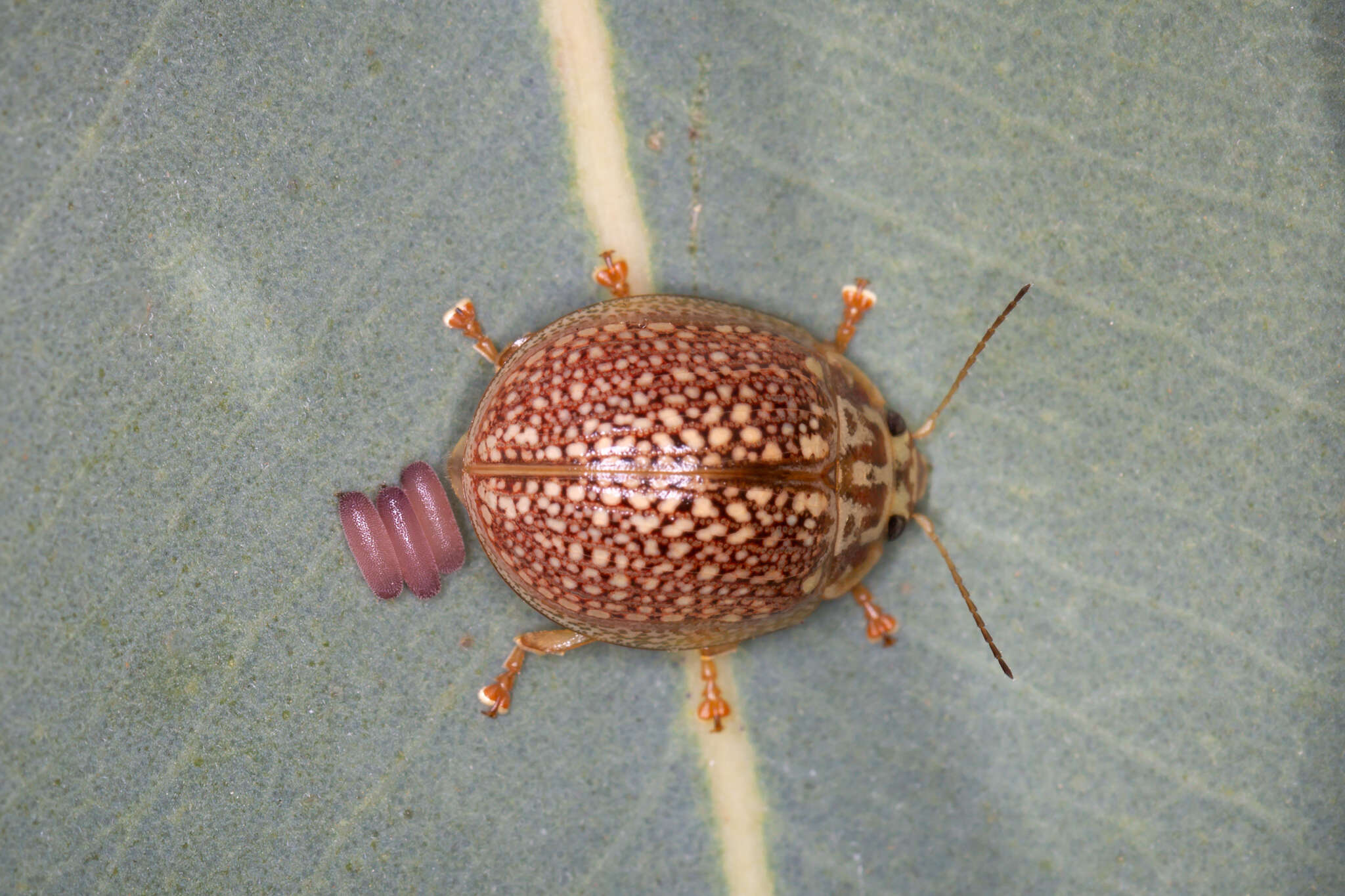 Image of <i>Paropsisterna decolorata</i>