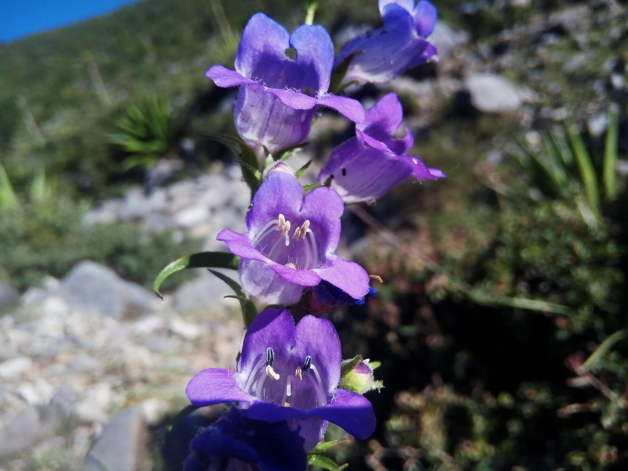 Penstemon leonensis Straw的圖片