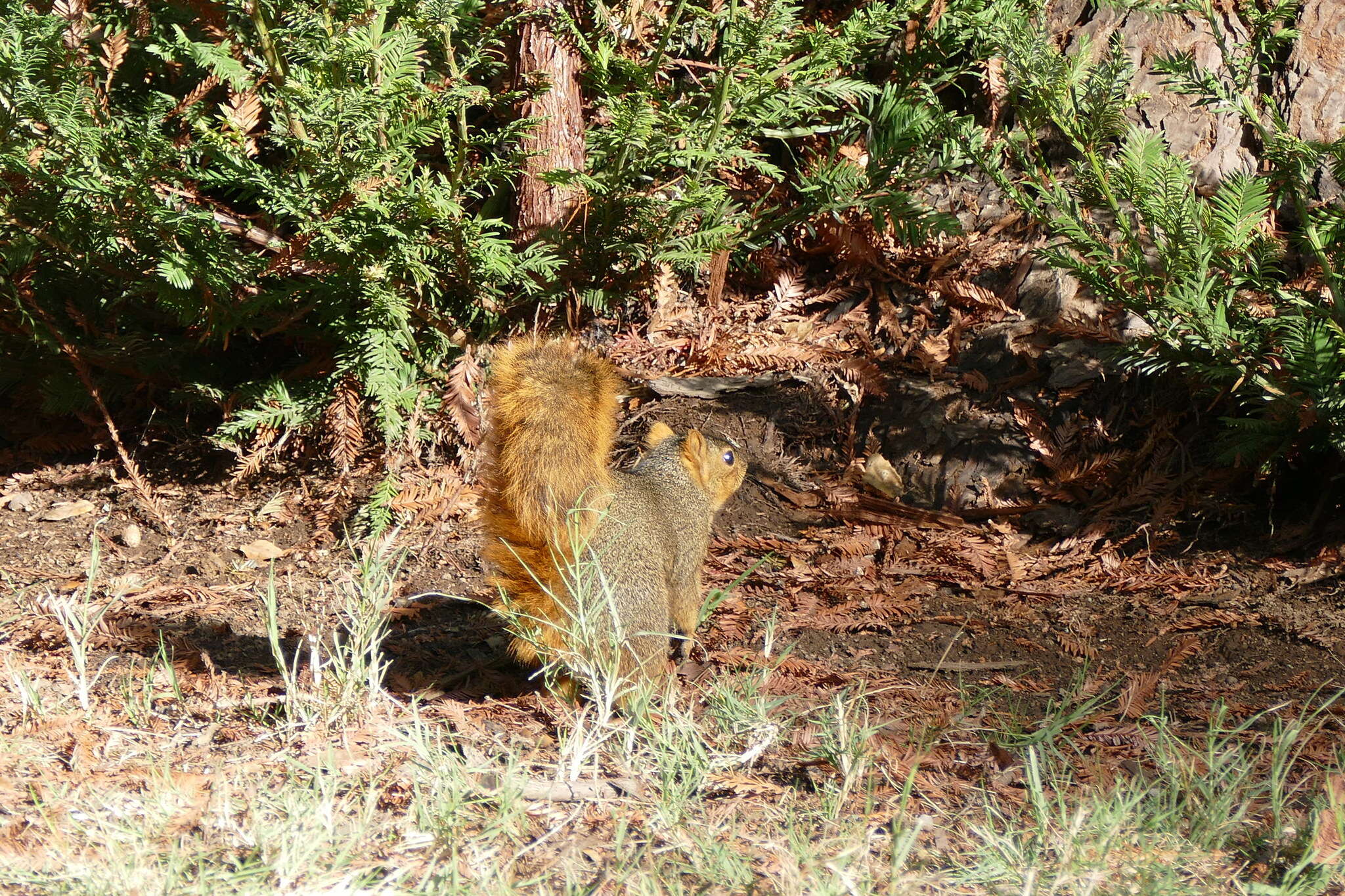 Image of Sciurus subgen. Sciurus Linnaeus 1758