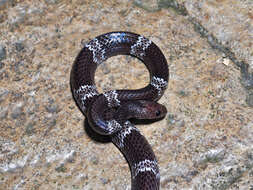 Image of Butler's Wolf Snake