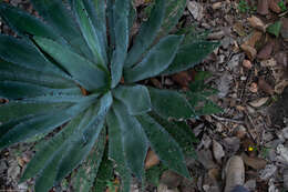 Слика од Agave maximiliana var. maximiliana