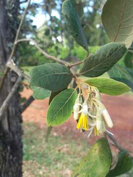 Image of Styrax ferrugineus Nees & Mart.