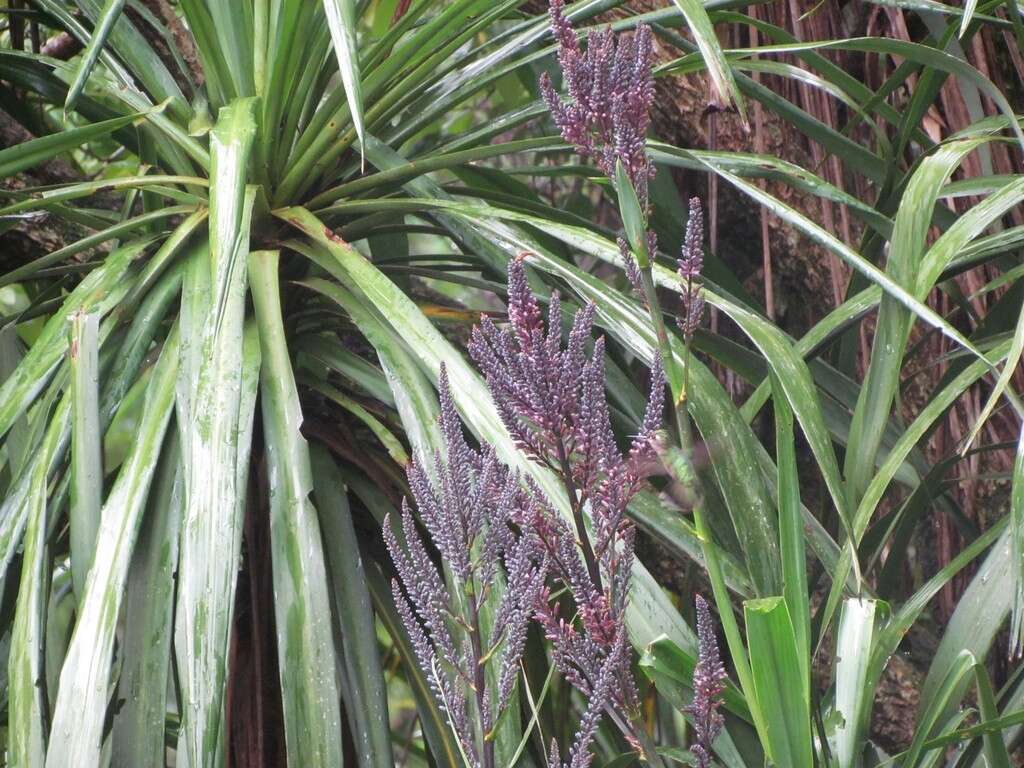 Image of Cordyline sellowiana Kunth