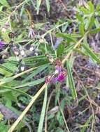 Plancia ëd Vernonia texana (A. Gray) Small