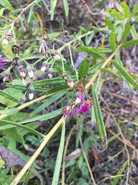 صورة Vernonia texana (A. Gray) Small