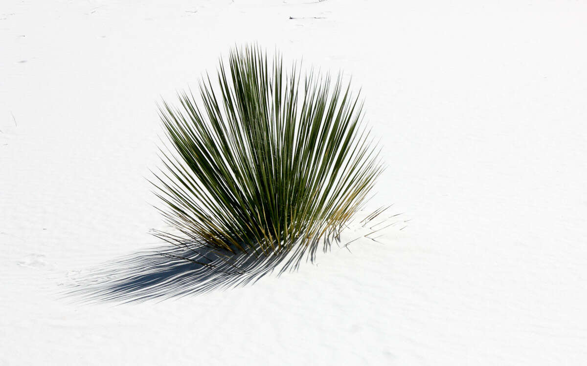 Image of soaptree yucca