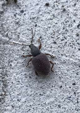 Image of rough strawberry root weevil