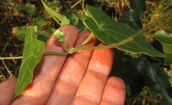 Image of Mikania natalensis DC.