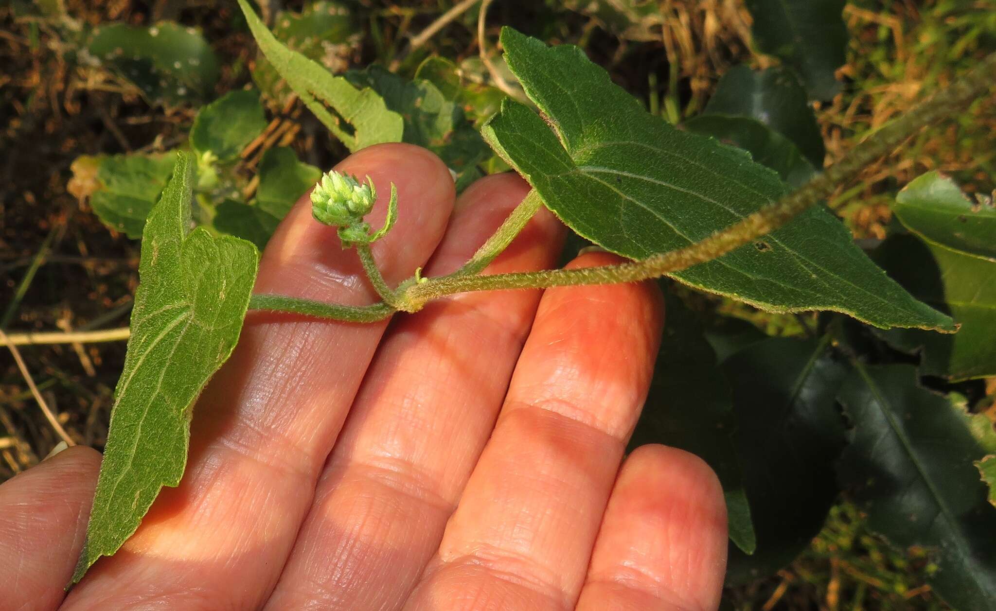 Mikania natalensis DC. resmi