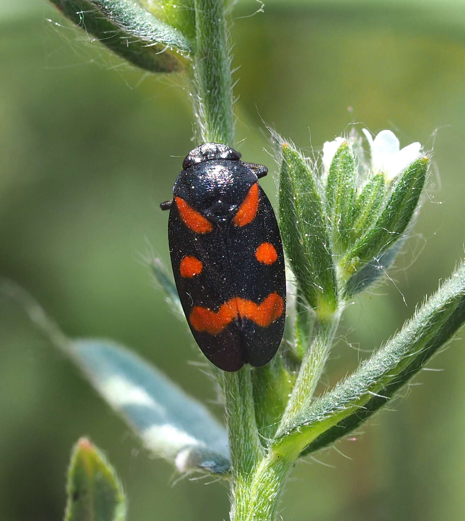 Слика од Cercopis arcuata Fieber 1844