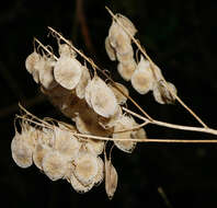 Imagem de Peltaria alliacea Jacq.