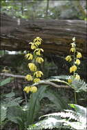 Image of Calanthe striata R. Br. ex Spreng.