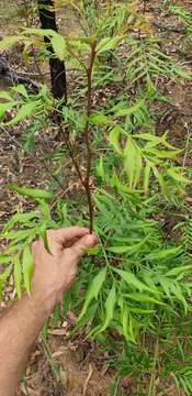 Image of Lomatia silaifolia (Sm.) R. Br.