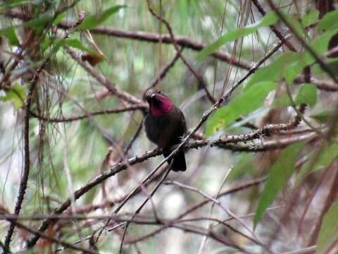 Image of Amethyst-throated Hummingbird