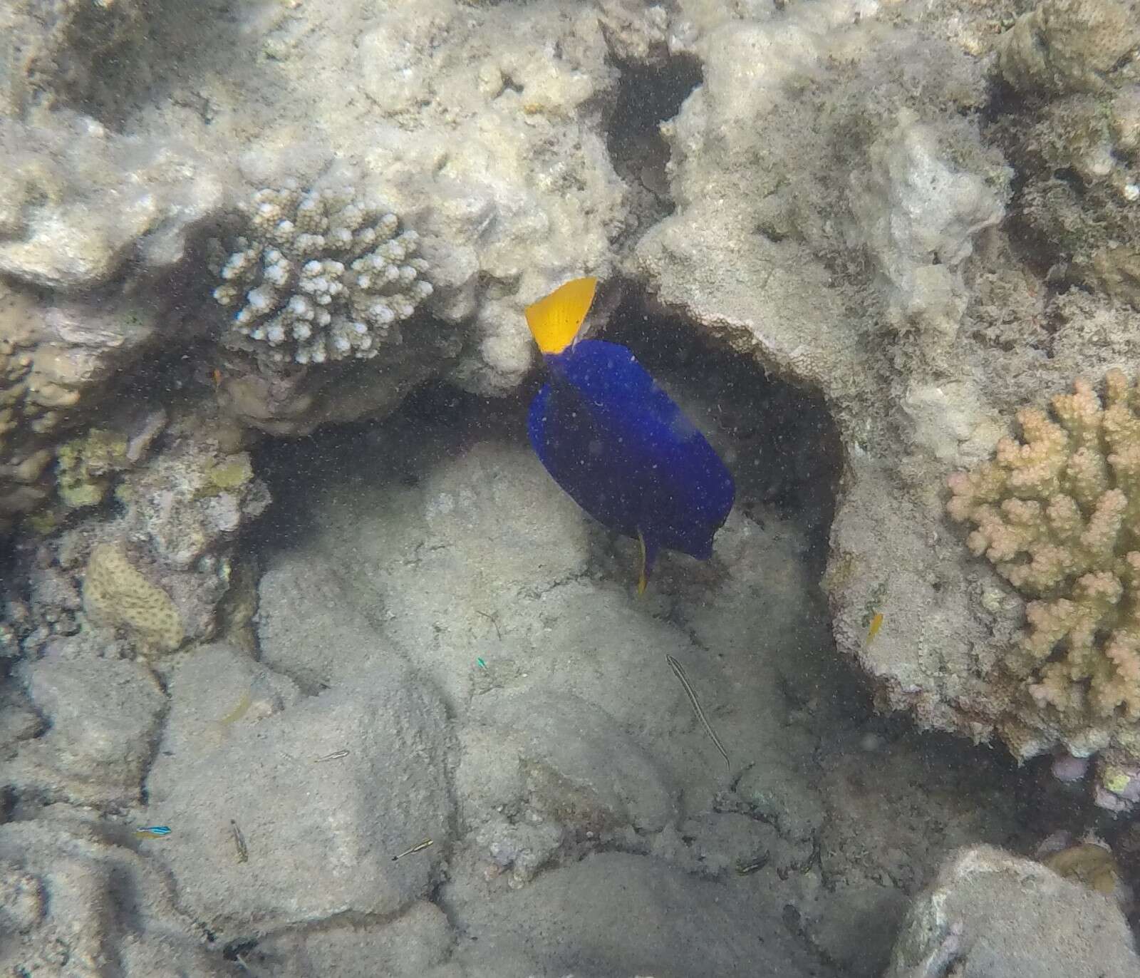 Image of Dusky Sailfin Tang