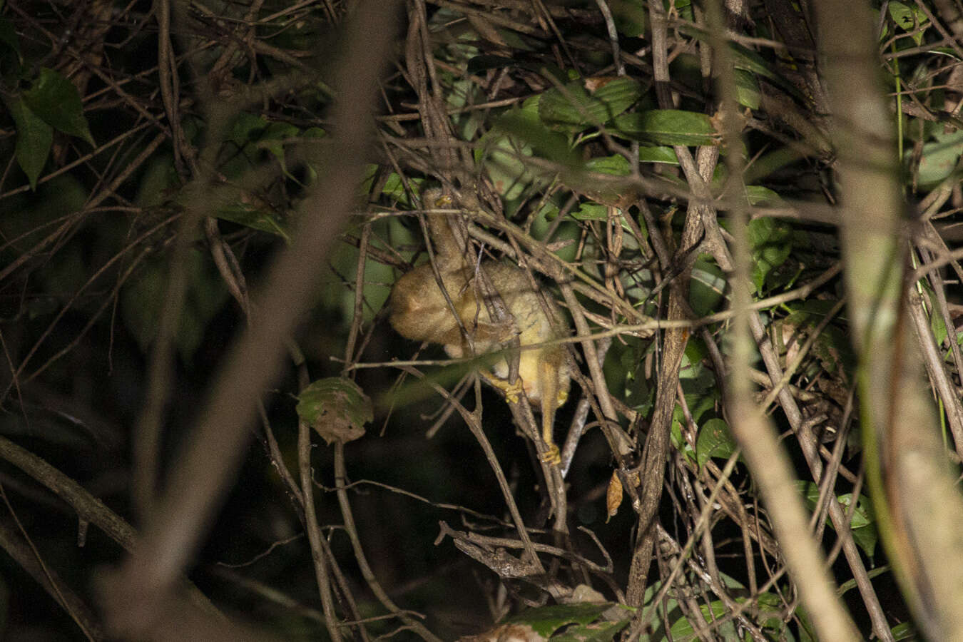 Image of slender loris