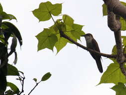 Image of Banded Bay Cuckoo