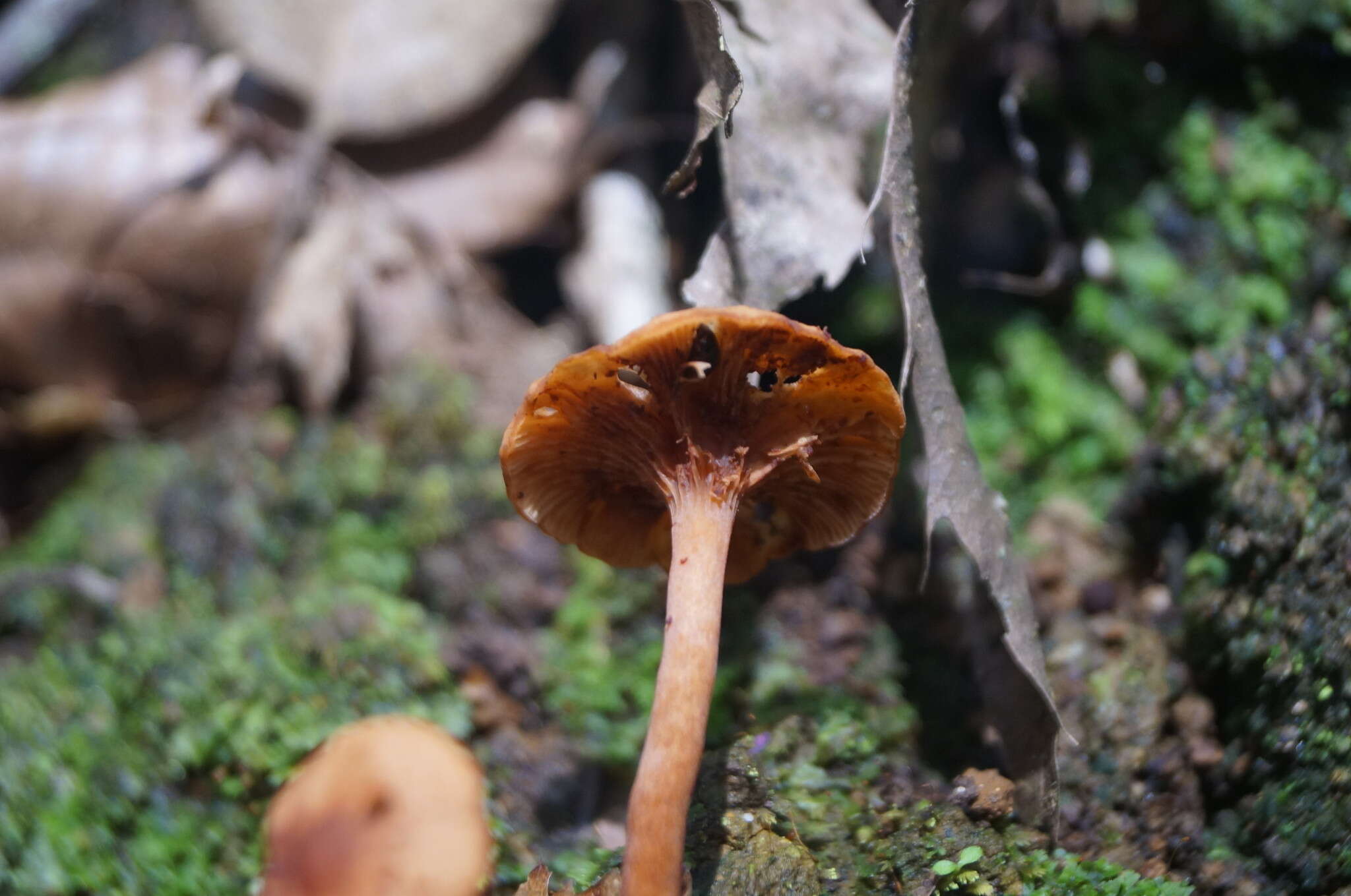 Plancia ëd Lactarius strigosipes Montoya & Bandala 2008