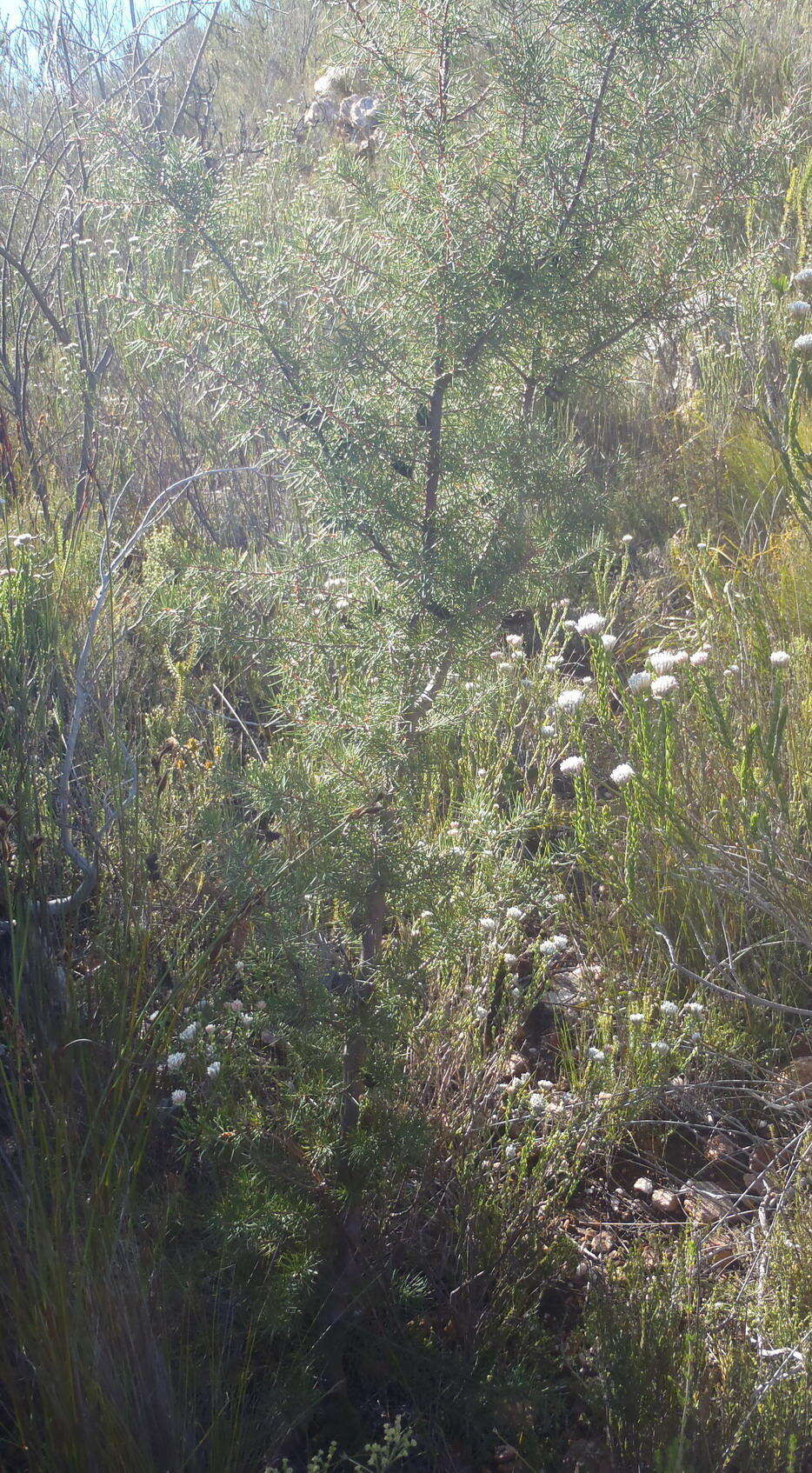 Image of Hakea sericea Schrad. & J. C. Wendl.