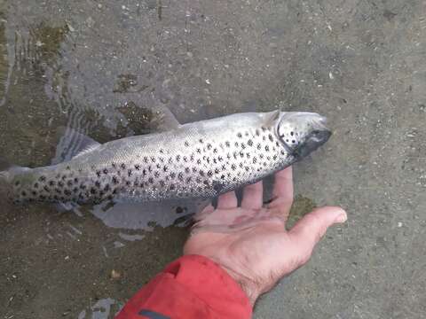 Image of Salmo trutta var. trutta