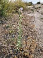 Carduncellus pectinatus (Desf.) DC.的圖片