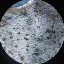 Image of Phacidium lauri (Sowerby) Crous & D. Hawksw. 2014