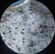 Image of Phacidium lauri (Sowerby) Crous & D. Hawksw. 2014