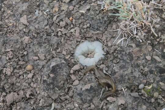 Image of Lophophora alberto-vojtechii