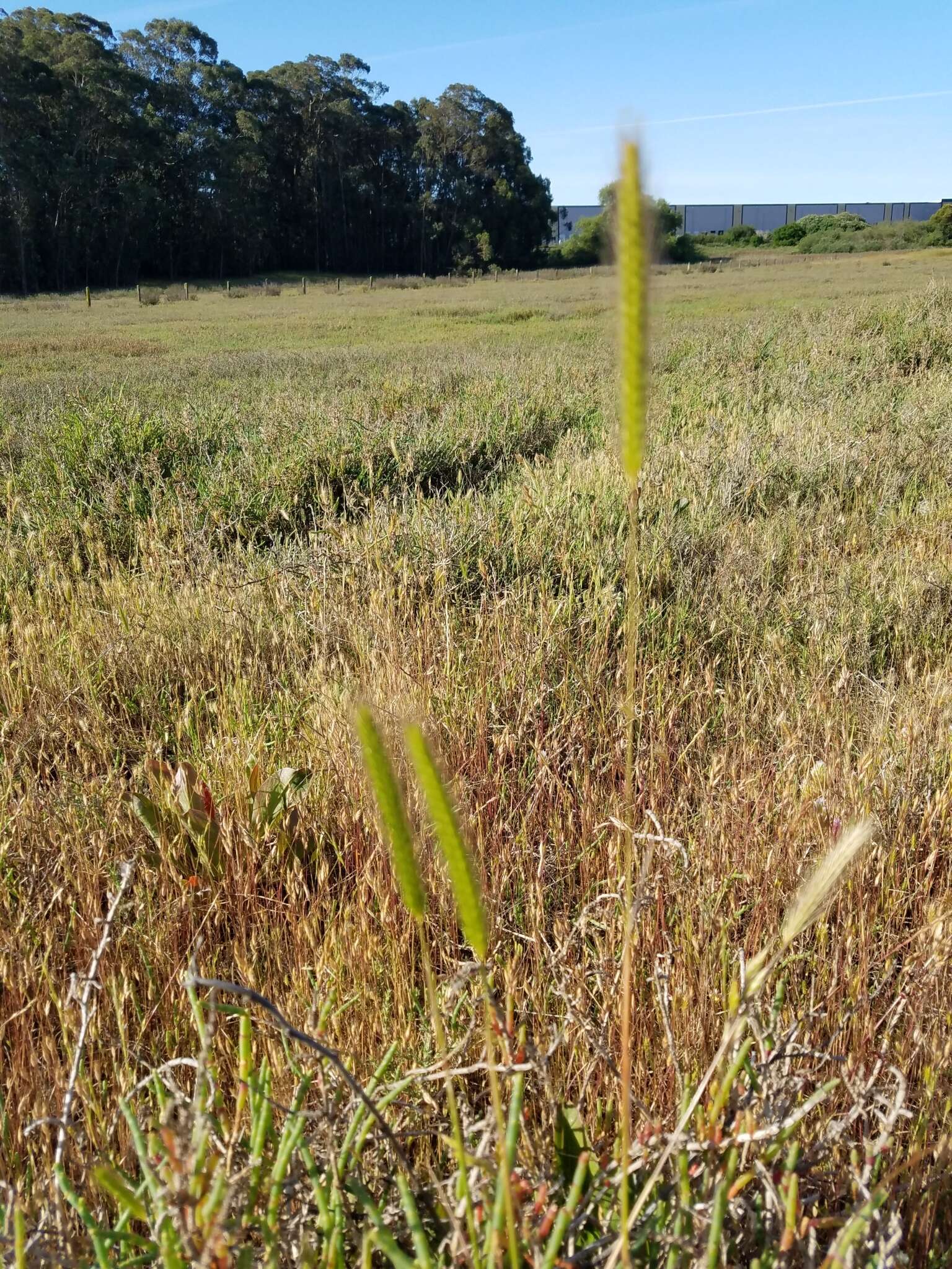 Hordeum depressum (Scribn. & J. G. Sm.) Rydb.的圖片