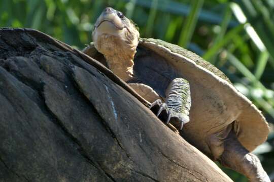 Image of Lavarack's Turtle