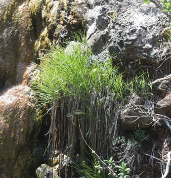 Plancia ëd Calliscirpus criniger (A. Gray) C. N. Gilmour, J. R. Starr & Naczi