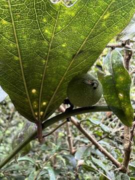 Image of Passiflora chelidonea Mast.