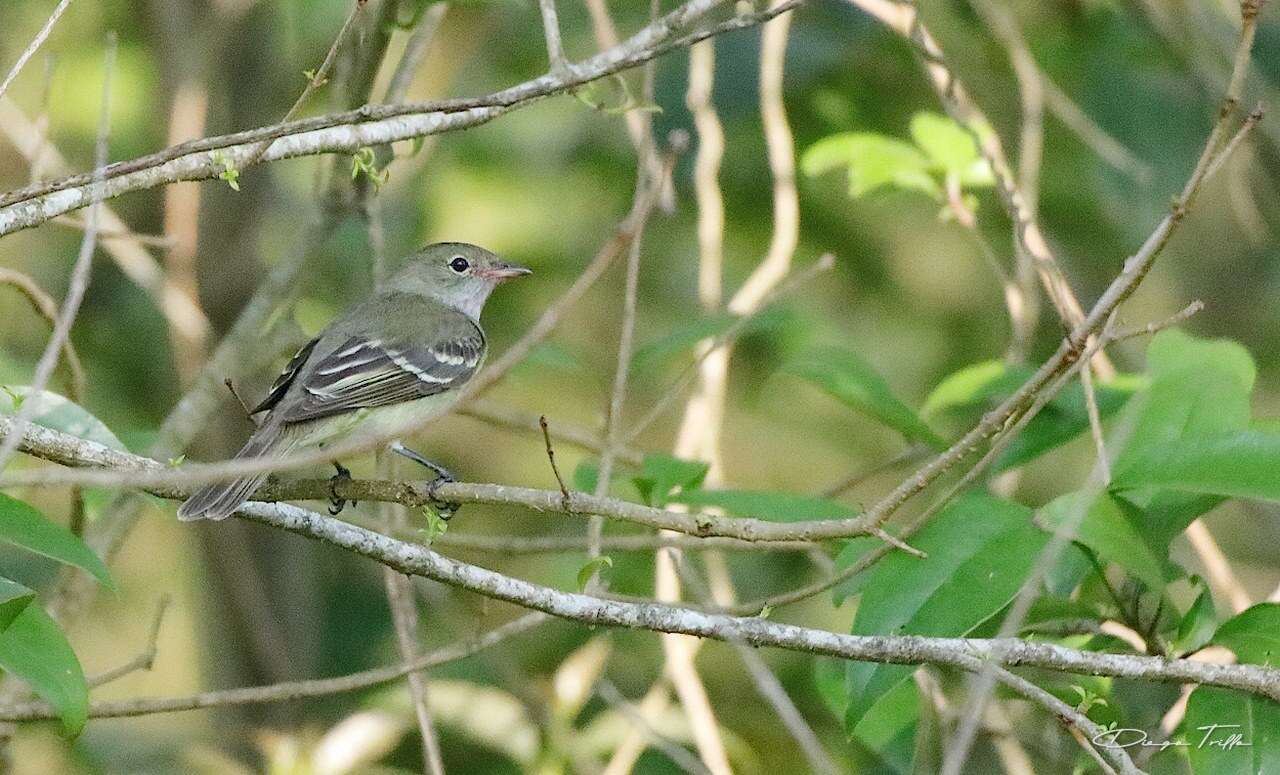 Image of Small-billed Elaenia