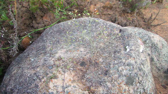 Image of Heliophila patens Oliv.