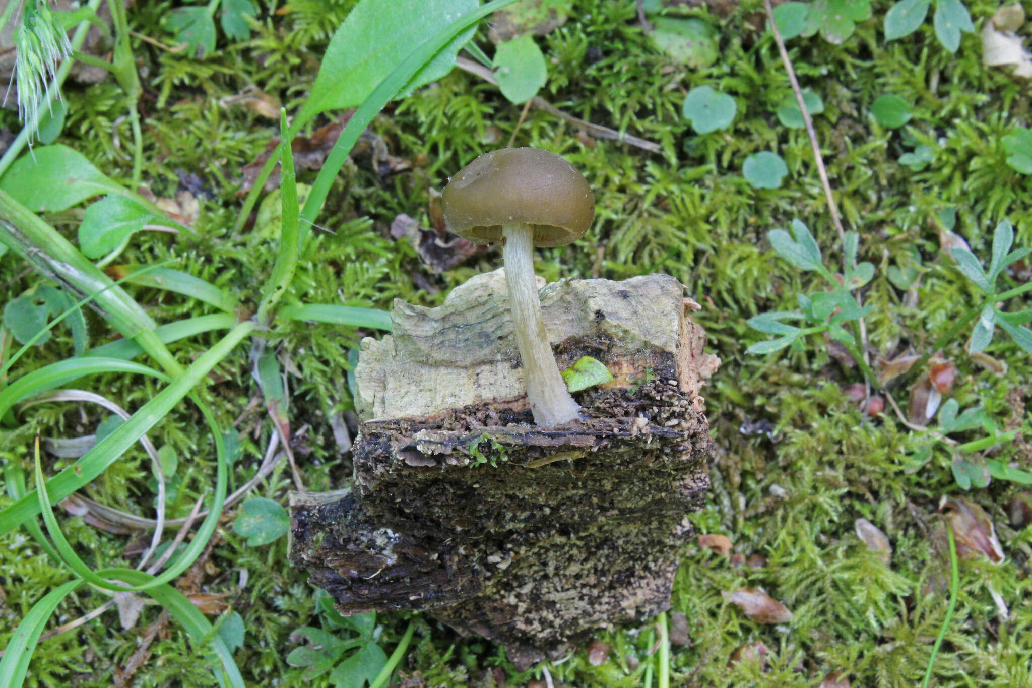 Imagem de Simocybe sumptuosa (P. D. Orton) Singer 1962