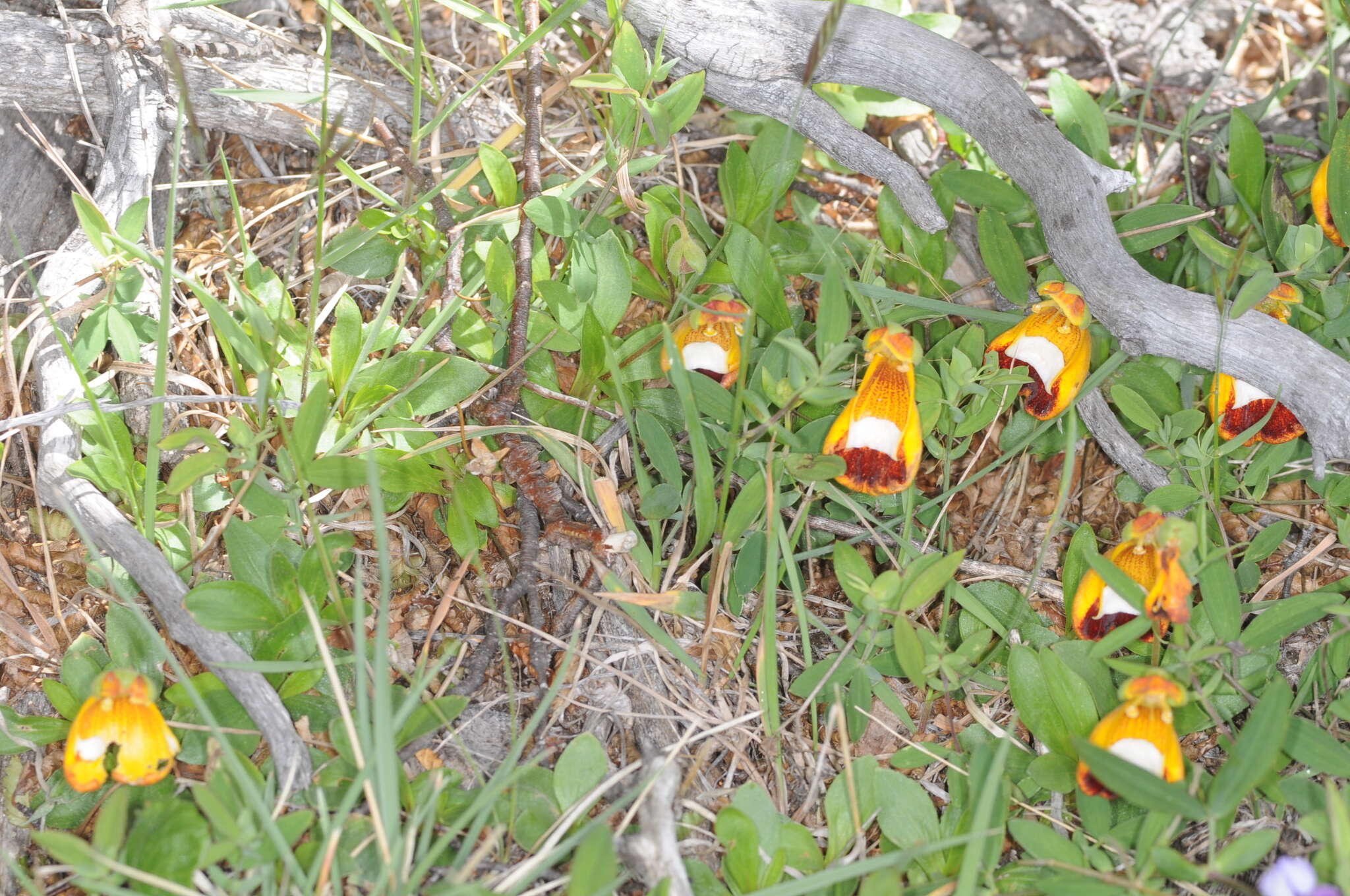 Image of Calceolaria uniflora Lam.