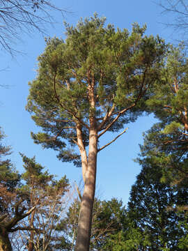 Image of Japanese Red Pine