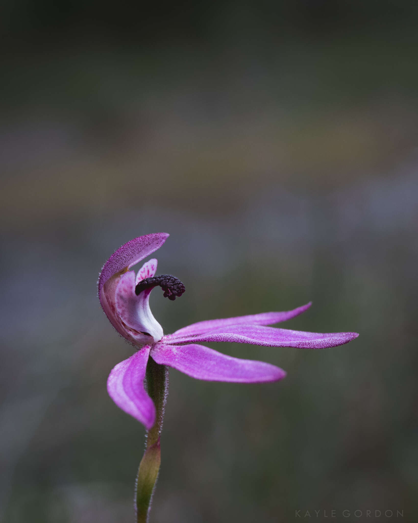 Image of Black-tongue caladenia