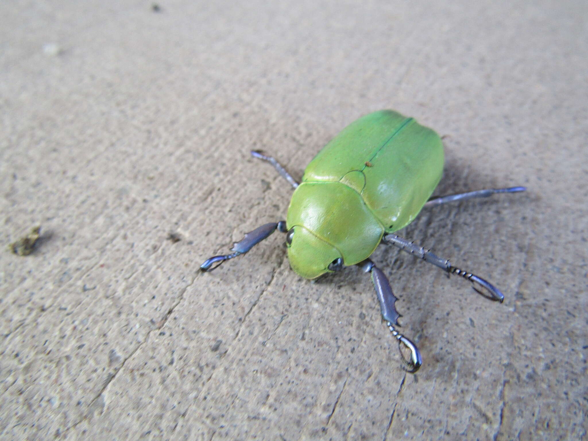 Imagem de Chrysina beyeri (Skinner 1905)