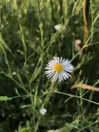 Plancia ëd Boltonia asteroides (L.) L'Hér.