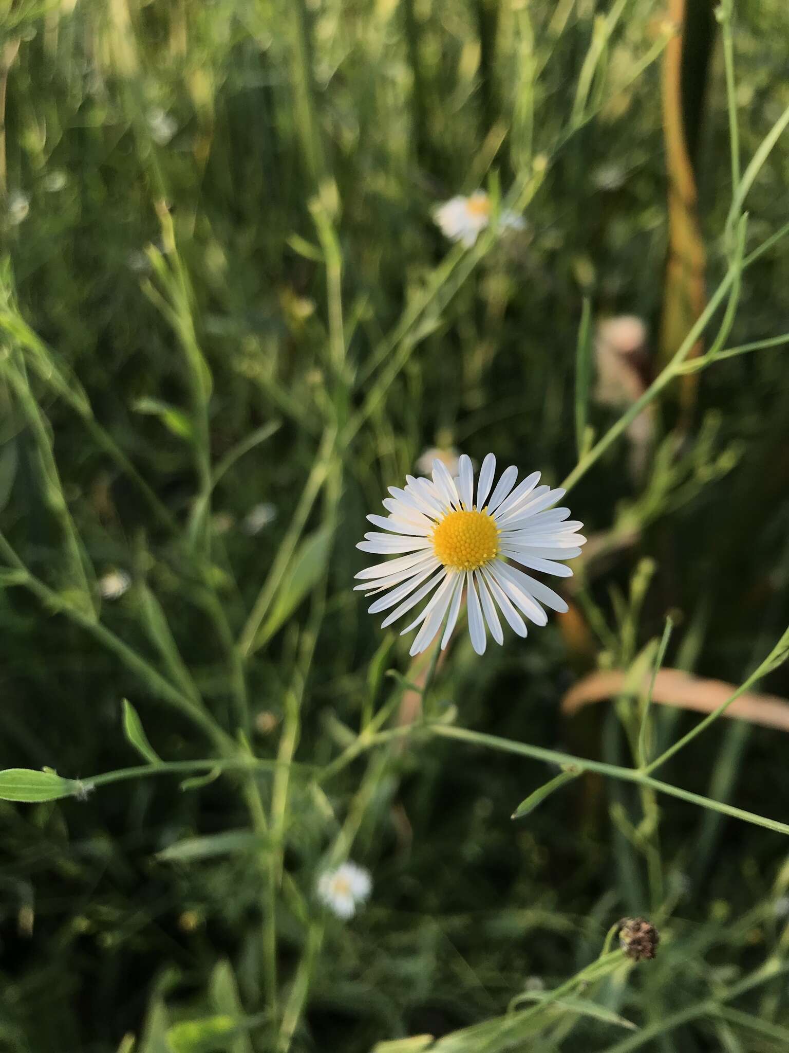 Plancia ëd Boltonia asteroides (L.) L'Hér.