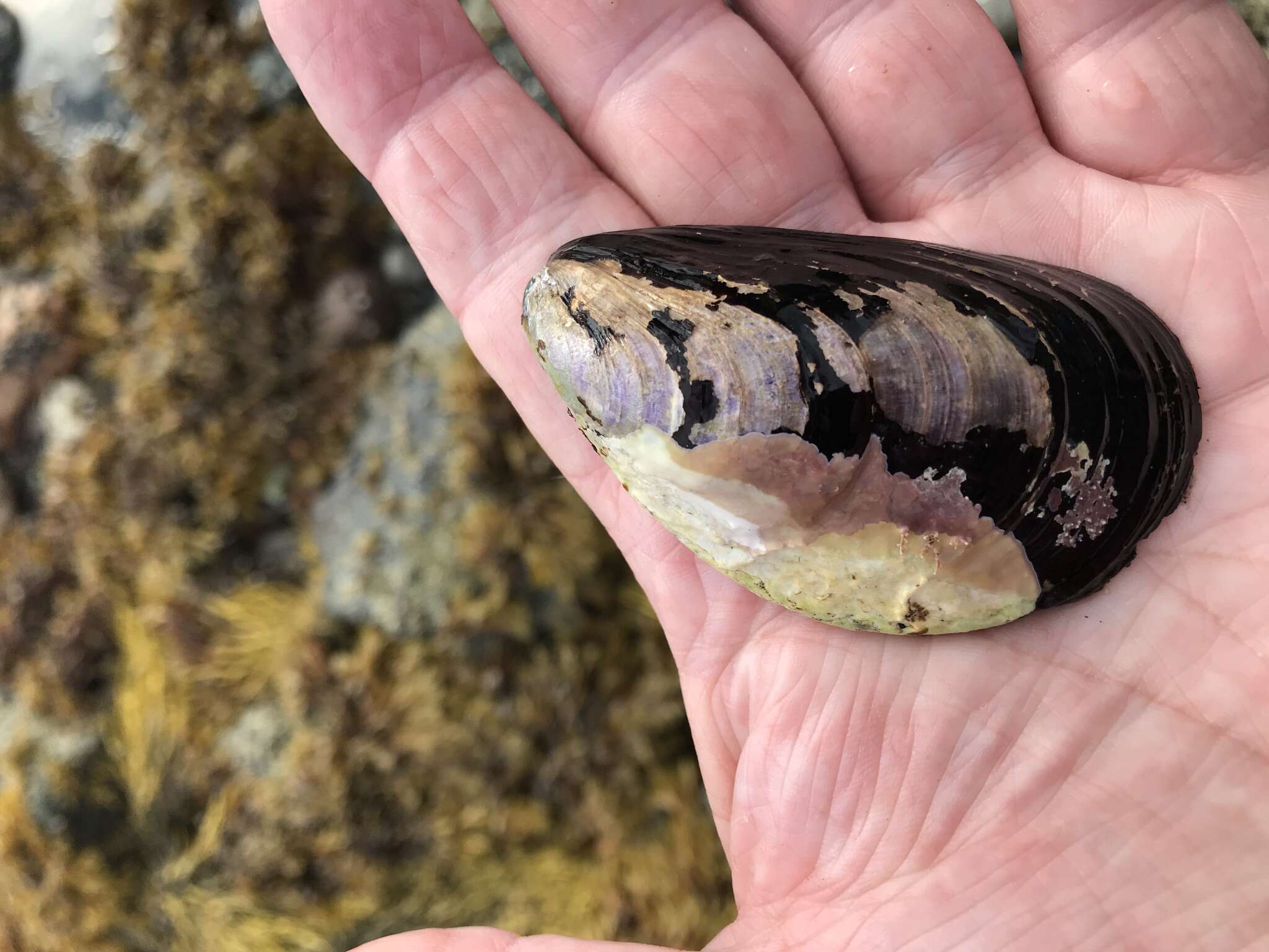 Image of Northern horse mussel