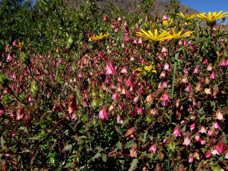 Image de Hermannia glabrata L. fil.