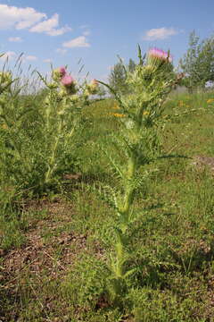 Imagem de Cirsium eatonii var. peckii (L. F. Henderson) D. J. Keil